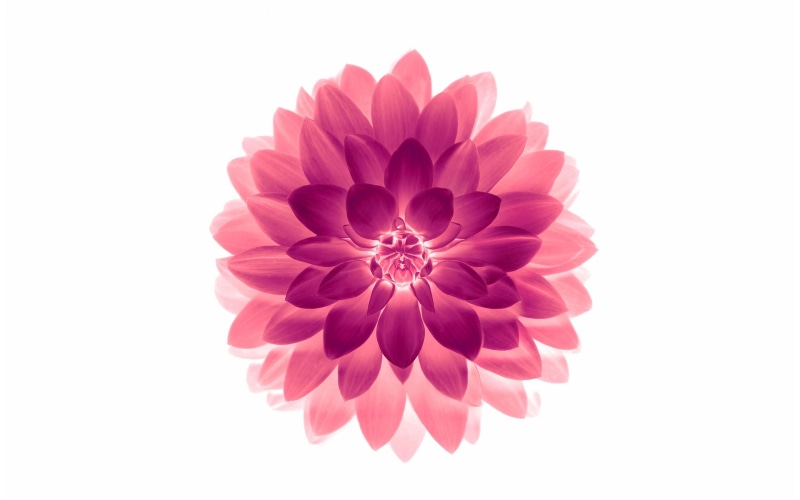  inflorescence, vulnerability, freshness, no people, beauty in nature, pollen, cut out, studio shot, pink, dahlia, close-up, apple, flower head