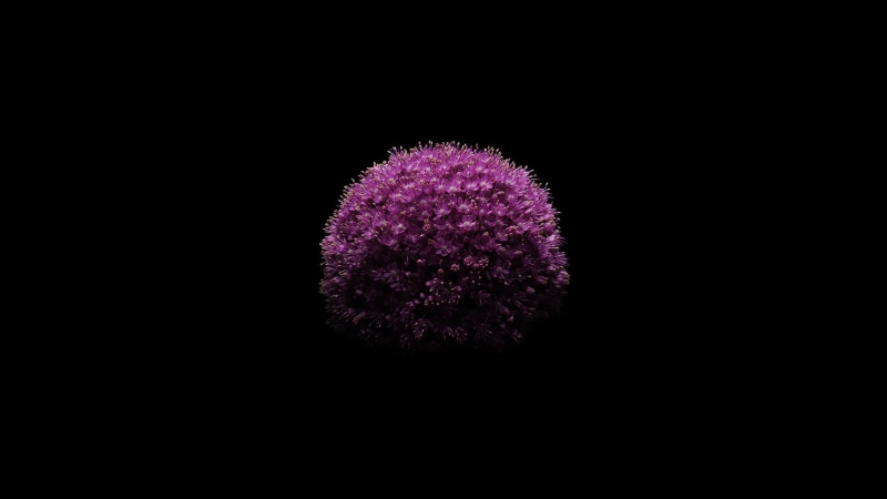 iOS 8, Flower, 1080P, Apple, Black, iPhone