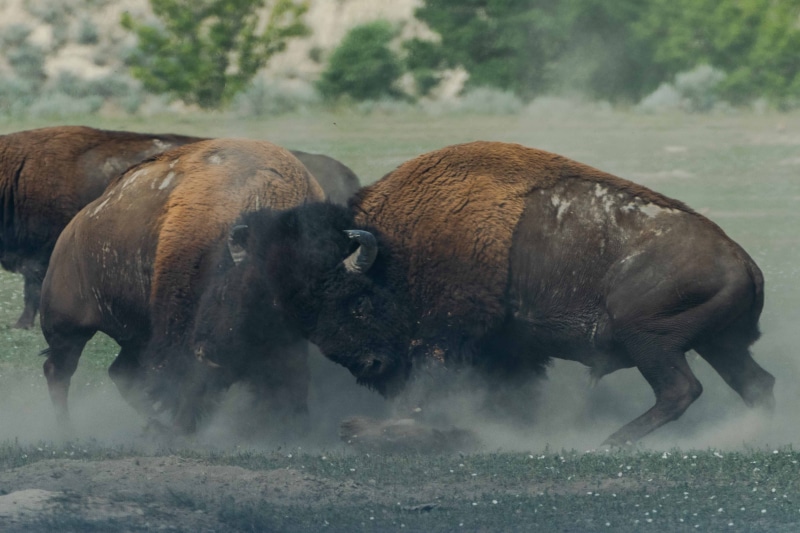 fight, national Park, national Landmark, wilderness Area, yellowstone National Park, 4K, no People, photo, duel, uSA, asia, river, wildlife, headbut, water