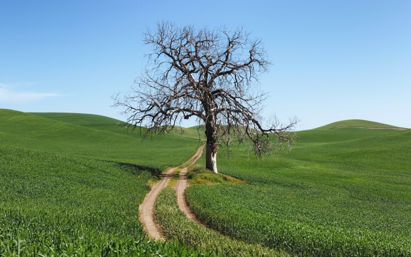 rural Scene, sky, fields, meadow, farm, hill, rural, westrock, agriculture, Canon EF, nature, tree, summer, lone tree, dirt road, land, beside, grass, pathway