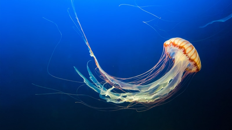 Jellyfish, ocean, jeffrey hamilton, vara, sea, summer, medusa, orange, underwater, 2K, blue