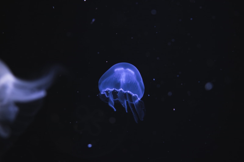 animals, underwater, jellyfish, 5K, sea, Medusa, nature