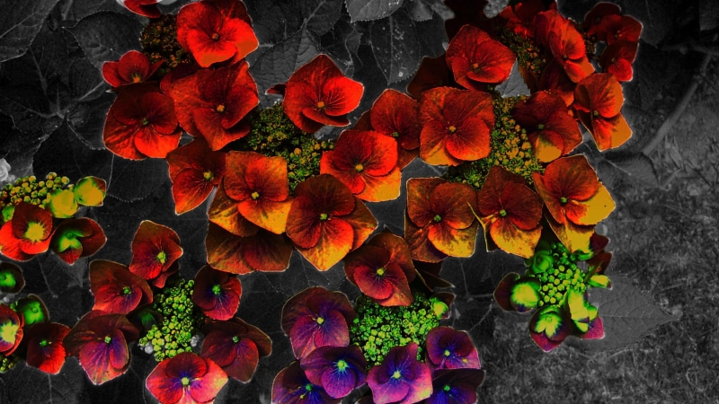 black and white, flower, broceliande, 3d and abstract, colorful, burst, 1080P