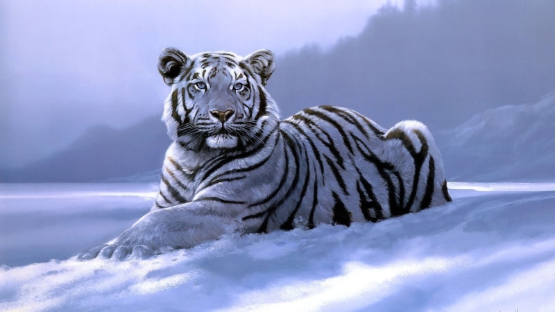 feline, animal head, mammal, animals, white tiger, animal body part, 1080P, winter, big cat, cold temperature, portrait, animal themes, white tigers, animals in the wild