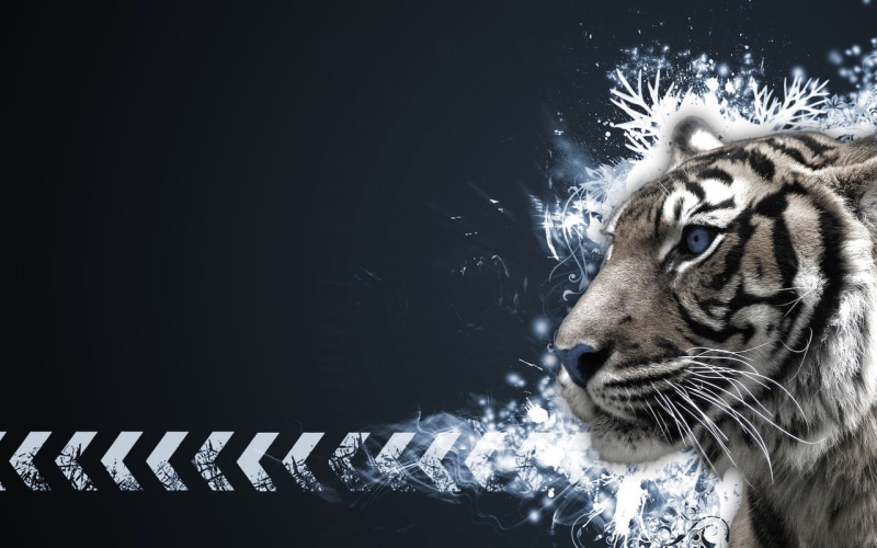 tiger, white tigers, 720P, blue eyes, animals, simple background