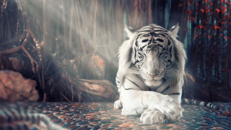 8k, 4k, white, HD, 1080P, tiger