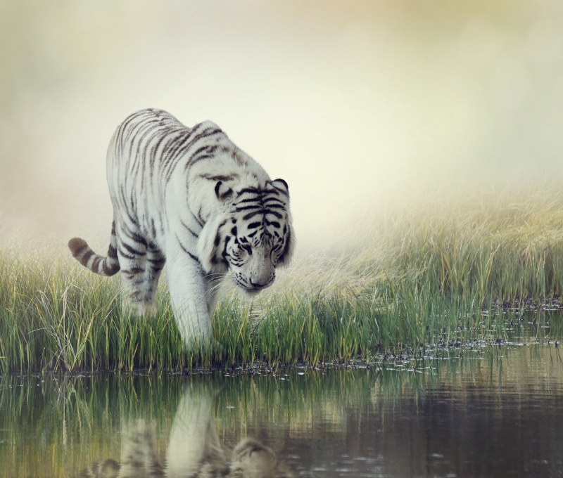 water, painting, grass, watering, blur, white, background, striped, Tiger, 4K, White Tiger