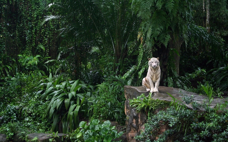 white tiger, tiger, white, 2K, jungle