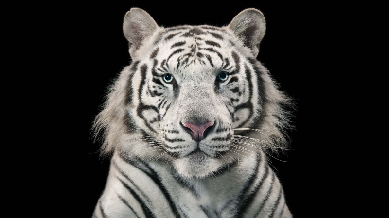 front view, feline, big cat, White tiger, vertebrate, animal themes, black background, mammal, studio shot, portrait, animals in the wild, looking at camera