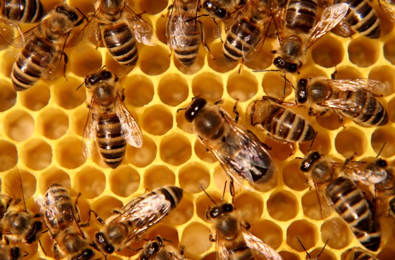 animal, invertebrate, honeycomb, honey bee, animal themes, apiculture, close-up, no people, beehive, honey, insect, yellow, beauty in nature, Bees, full frame