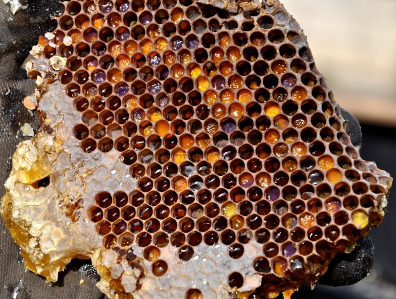 group of animals, beekeeping, honey bee, 2K, shape, food and drink, pattern, beehive, animal, nature, honeycomb, hexagon, food, pollen warehousing, focus on foreground