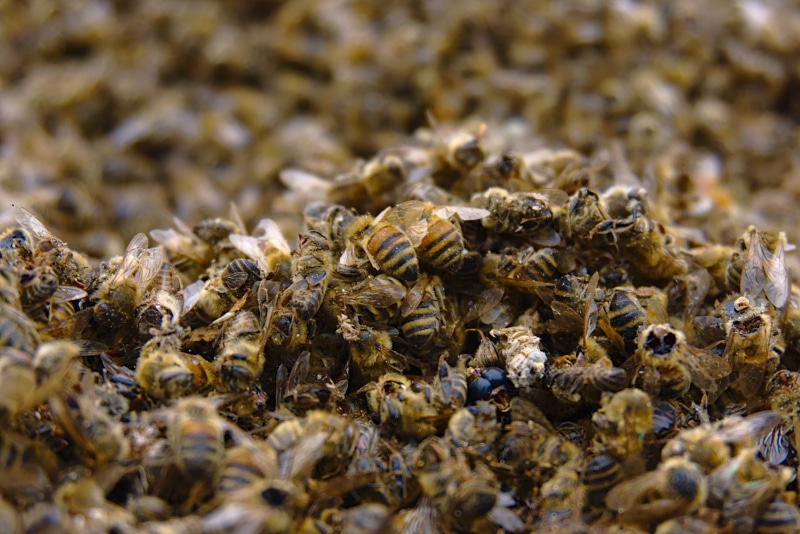 animal, bee, nature, pesticidal, invertebrate, beauty in nature, bee deaths, 5K, large group of animals, animal wildlife, full frame, honeycomb, honey