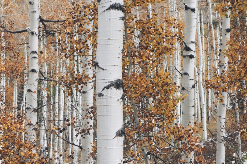 close-up, tree trunks, wall - building feature, wood, built structure, full frame, brown, trunks, autumn, no people, branches, white tree, tree, white
