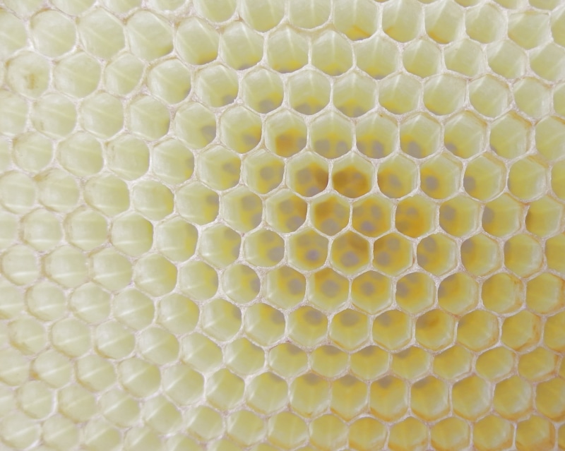 circle, natural pattern, beeswax, hexagon, geometric shape, shape, food, textured, indoors, close-up, cell, backgrounds, nature, design, repetition
