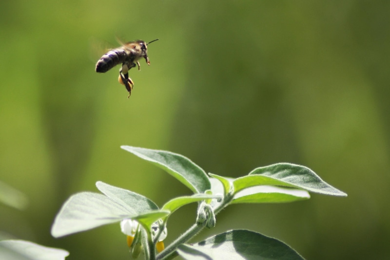 flowering plant, animal themes, no people, one animal, beekeeping, focus on foreground, buzz, animals in the wild, apis, plant, pollen, bee, beauty in nature