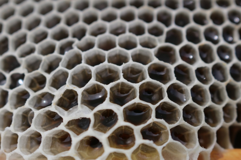 close-up, full frame, design, pattern, geometric shape, textured, animal wildlife, shape, beehive, backgrounds, natural pattern, animal, apiculture, indoors