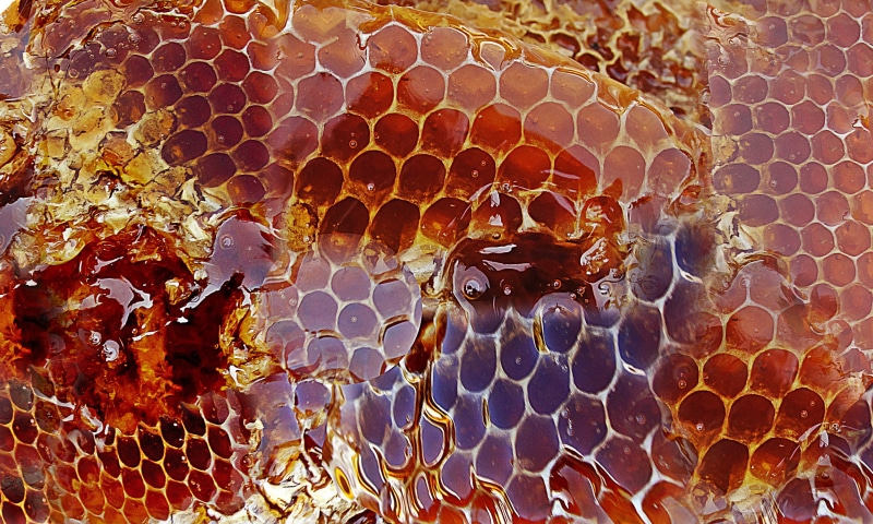 hexagon, no people, nectar, apiculture, character, digital, brown, food, full frame, beauty in nature, animals in the wild, animal, backgrounds, snake