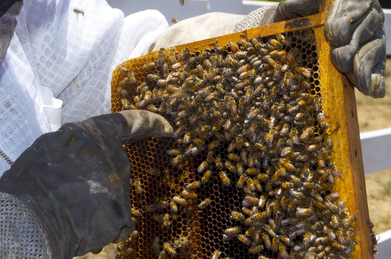 beekeeper, stinger, animal themes, wings, insect, animals in the wild, no people, holding, honeycomb, honeybee, close-up, 4K, apiculture, honey Bee, colony