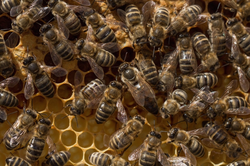 honeycomb, queen bee, honey yellow, invertebrate, honey bee, zoology, nature, group of animals, animal, no people, delicious, bee, queen, large group of animals