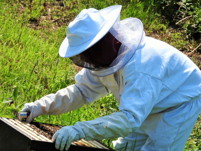 sunlight, honeycomb, green color, gloves, day, beehive, field, real people, comb, outdoors, plant, 4K, person, beekeeper, working, pollen, propolis, apiary