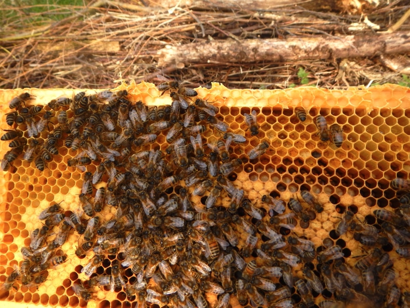 close-up, animals in the wild, bee, beekeeper, beauty in nature, beehive, food, day, nature, honeycomb, insect, invertebrate, honey bee, animal themes
