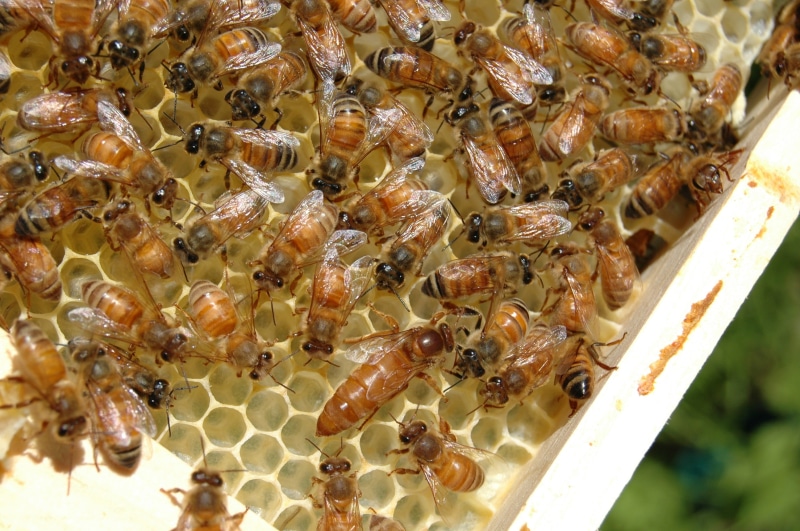 food and drink, animal themes, close-up, food, animals in the wild, day, colony, bee, honey bee, beehive, large group of animals, 2K, apiculture, bees