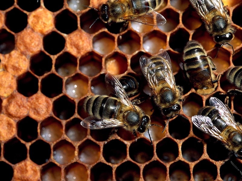 beauty in nature, wasp, busy, animal wildlife, invertebrate, beeswax, pollen, colony, no people, flock, working, animals in the wild, nature, wax, beekeeper