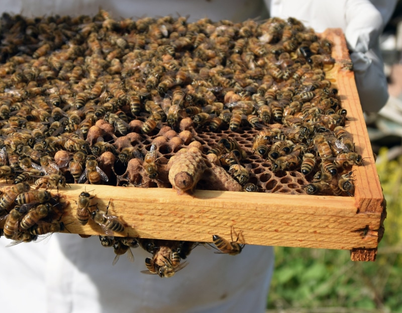 day, food and drink, honey bee, no people, animal, close-up, animals in the wild, outdoors, group of animals, Queen Cell, 2K, animal themes, Capped, apiculture