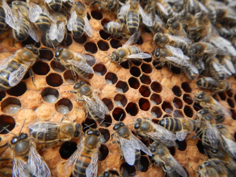 4K, bee, nature, large group of animals, honey bee, animal wildlife, invertebrate, beauty in nature, day, animals in the wild, close-up, beekeeper, natural pattern