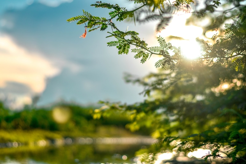 day, tree, environment, nature, close-up, selective, blurry, green color, sun glare, branch, beauty in nature, tranquility, lens flare, focus on foreground