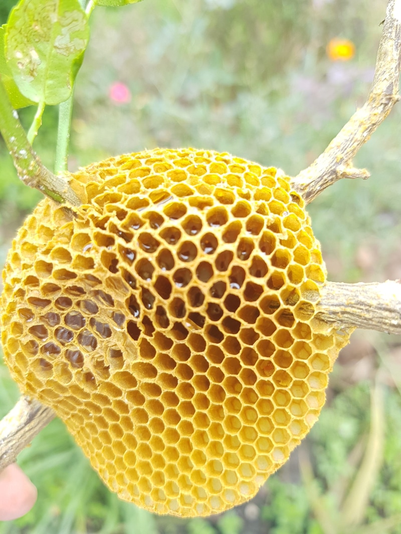 animal wildlife, day, yellow, honey, close-up, beauty in nature, pattern, animal, no people, nature, invertebrate, beehive, plant, focus on foreground