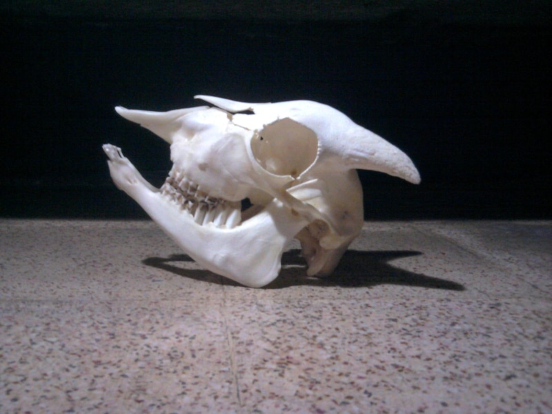 animals, masterpiece, 1080P, x264, x, bone, skull, goat, another