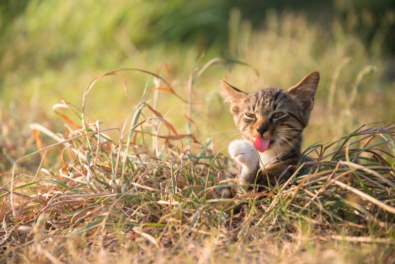 outdoors, Japan, domestic Cat, cute, 猫, kitten, domestic Animals, tora, nature, Cat, ant, ネコ, pets, 5K, Kiji, brown, licking, green, foot, green grass