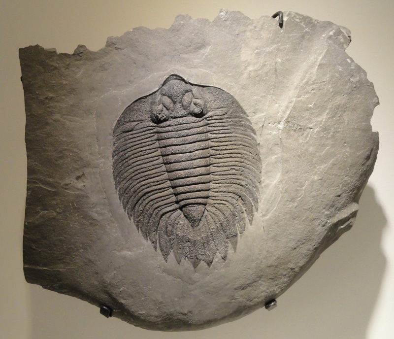 animal, Arctinurus, solid, Trilobite, creativity, pattern, indoors, decor, middle silurian, no people, arctinurus boltoni, textured, gray, 2K, day, paleontology