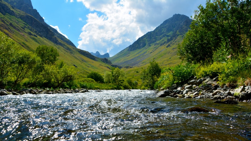 flowers, black sea, unbelievable, landscapes nature, flowing, plant, season, grassland, flowing water, natural life, coniferous tree, natural turkey, rize