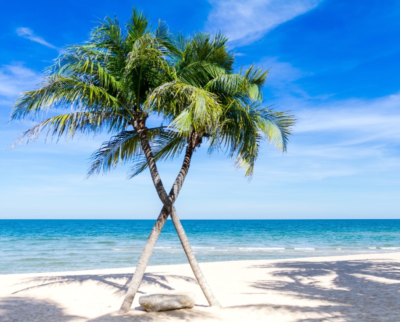 atlantic ocean, no one, illustration, hot, resort, wave, tour, beautiful, 7 days week, time, tropical climate, palm, lagoon, horizon, background, seascape
