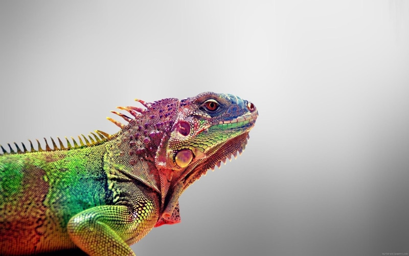 graphic, green, rainbow, animal, blue, chameleon, 1080P, reptile, iguana, pink