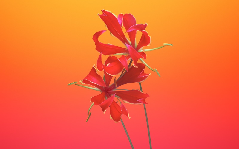 inflorescence, growth, plant, orange background, vulnerability, iPhone, nature, 2K, flower, colored background, fragility, freshness, purple, red, Gloriosa