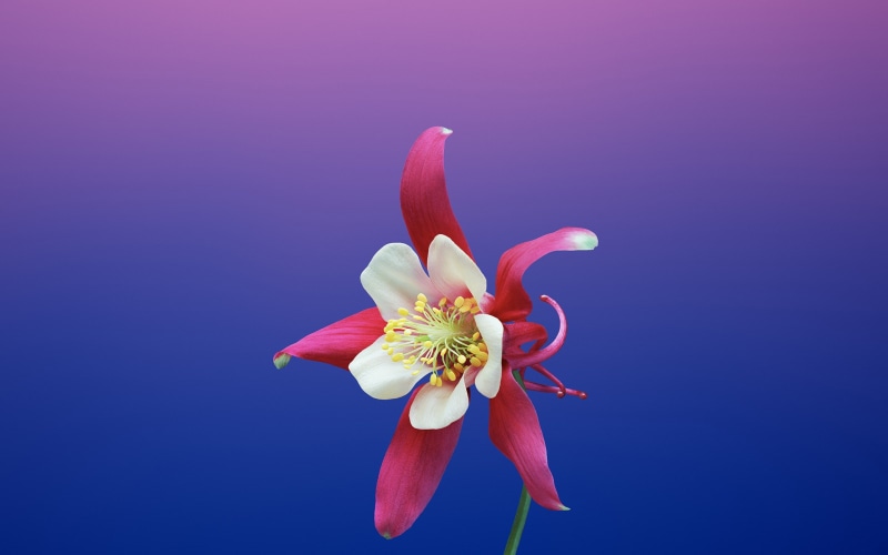flower head, blue background, flower, indoors, beauty in nature, inflorescence, no people, aquilegia, hd, colored background, flowering plant, vulnerability