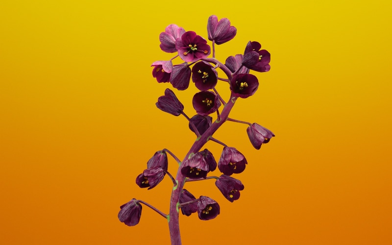 purple, Stock, freshness, flowering plant, yellow background, studio shot, beauty in nature, iOS, growth, fragility, Fritillaria, vulnerability, outdoors