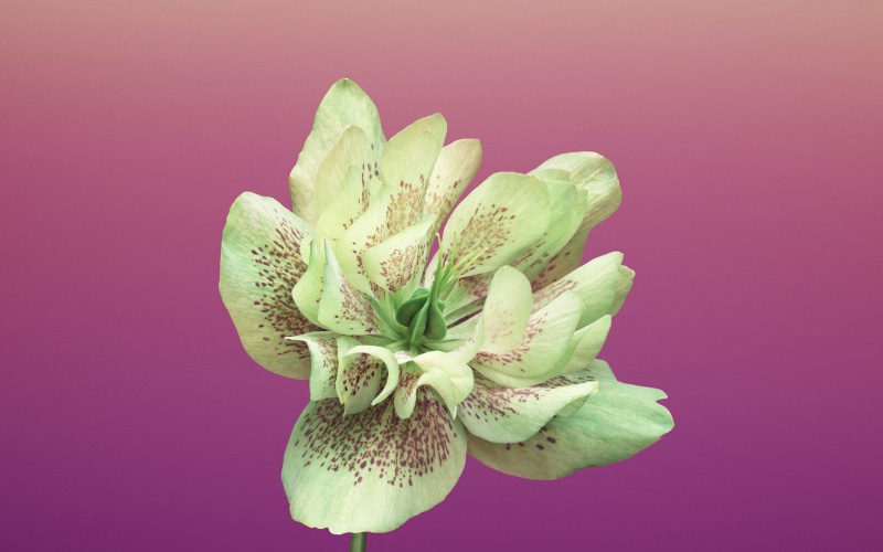 indoors, growth, nature, food, freshness, iphone, no people, flower, studio shot, food and drink, hd, purple background, x, retina, flower head, plant