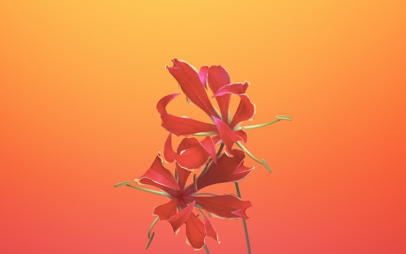 flower head, studio shot, indoors, purple, wallpap, x, flower, orange background, freshness, 2K, orange color, no people, growth, nature, fragility, inflorescence
