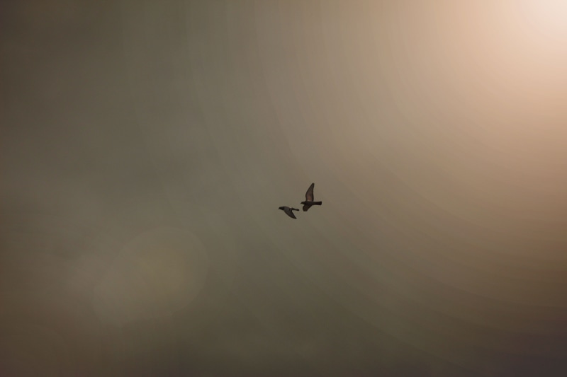 transportation, plane, day, mid-air, on the move, scenics - nature, flying, no people, low angle view, outdoors, sivas, nature, sky, travel, air vehicle