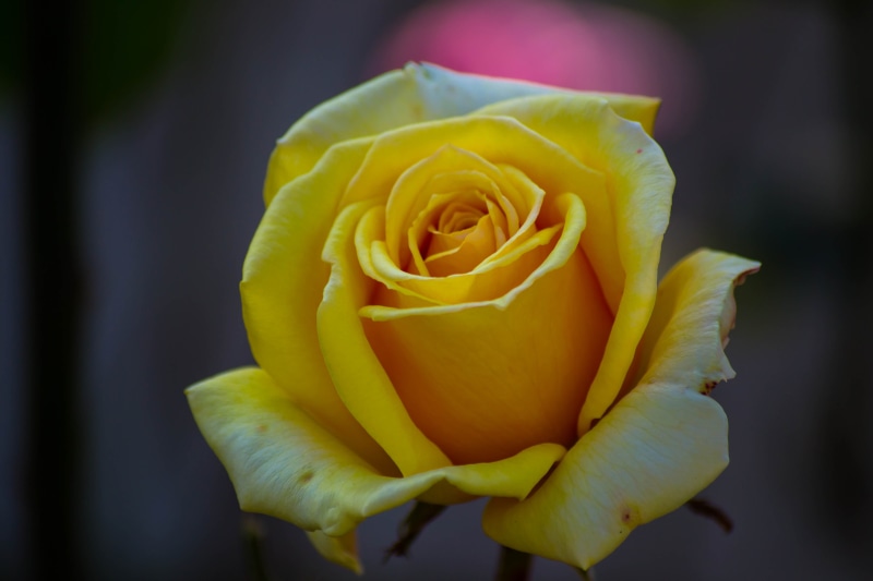 nature, flower, DOF, 4K, closeup, Camelot, Yellow Rose, Nikon  d3100, Kumaravel, rose, yellow, flower Head, close-up, Siva, petal, Kodaikanal, rose - Flower
