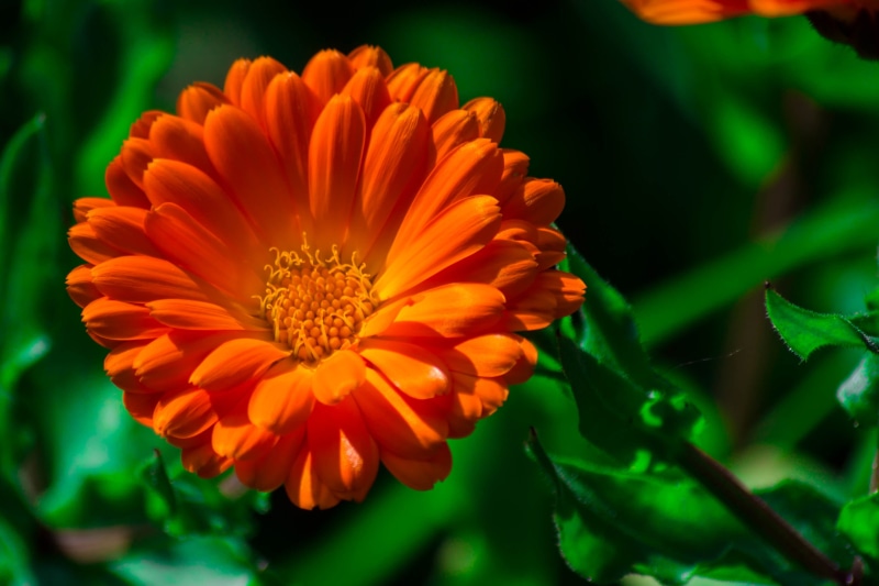 Kumaravel, beauty In Nature, Kodaikanal, Orange, close-up, macro, NGC, photo, yellow, springtime, plant, DOF, nature, vibrant Color, summer, daisy, Bokeh