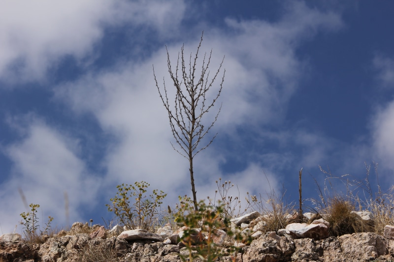 rock, nature, the stones are, land, flower, environment, sivas, cactus, tree, day, scenics - nature, turkey, succulent plant, 5K, arid climate, cloud - sky