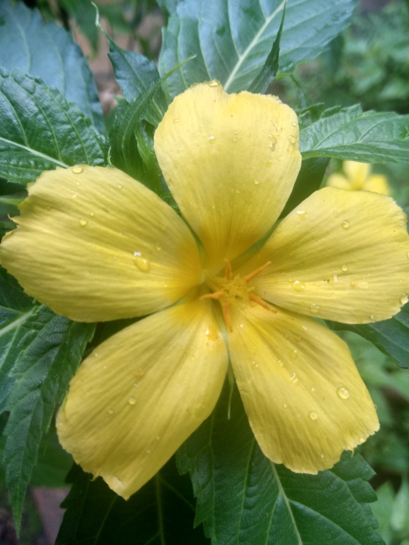 vulnerability, beauty in nature, flower, close-up, flowering plant, 4K, growth, fragility, plant part, day, plant, unnamed road, petal, pollen, nature