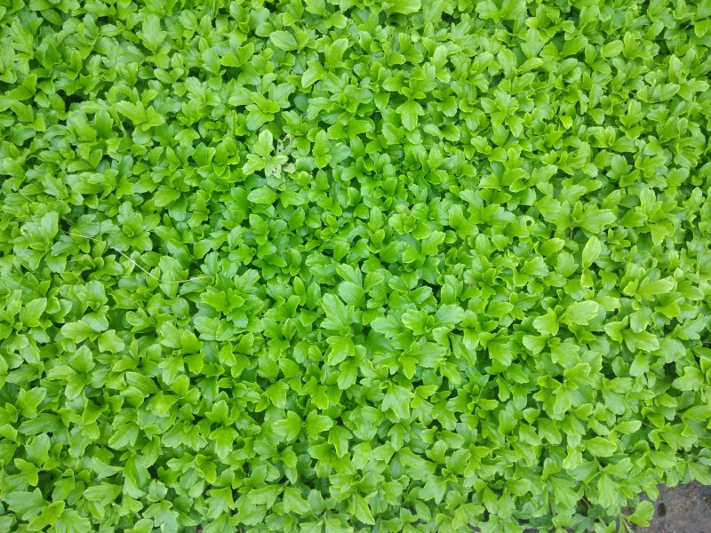 plant, india, green color, day, lush foliage, healthy eating, food and drink, food, vegetable, high angle view, directly above, ganpati pule, abundance