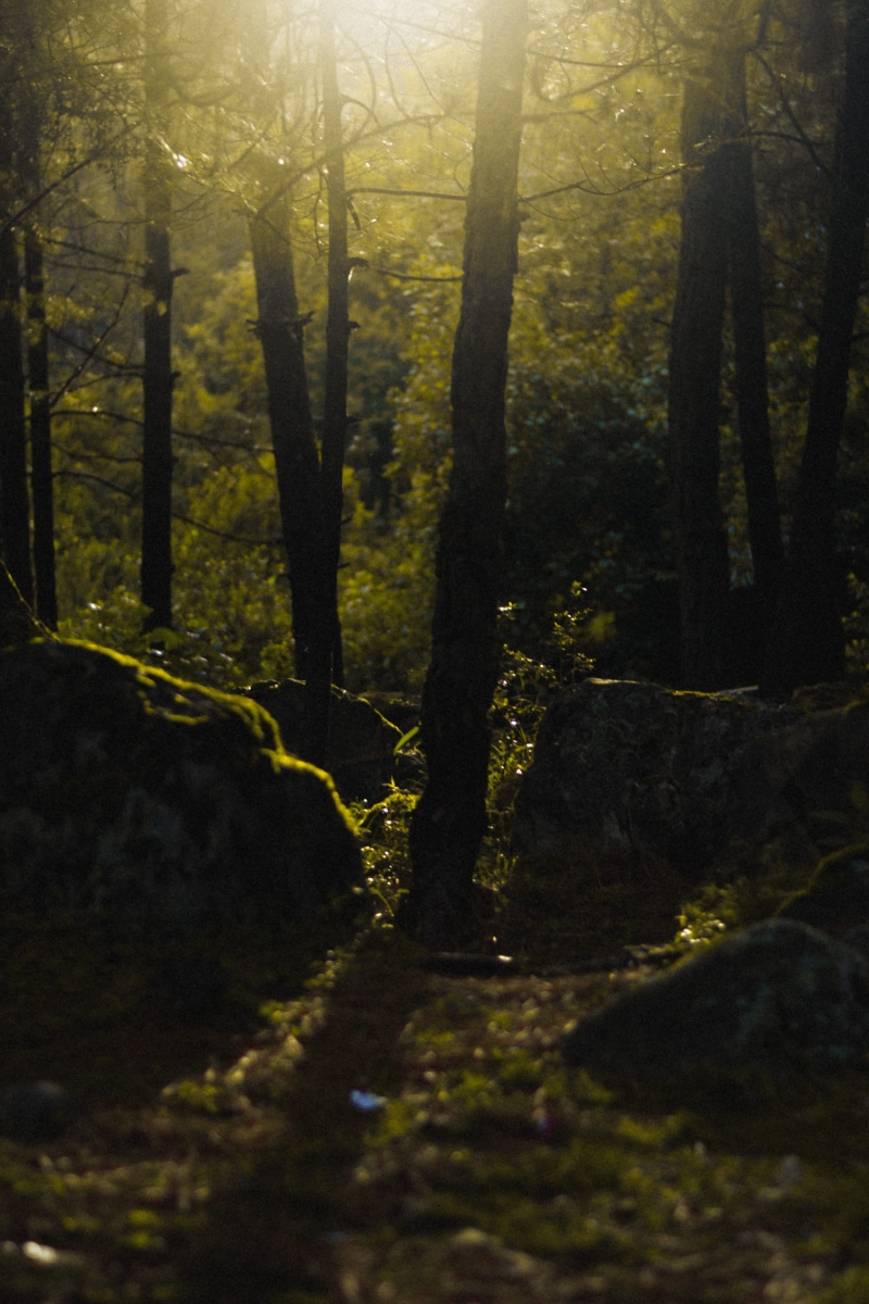monsoon, plant, nature, photography, outdoors, parvati valley, travel, sunrise, project, green color, tranquility, 4K, tree trunk, direction, beauty in nature
