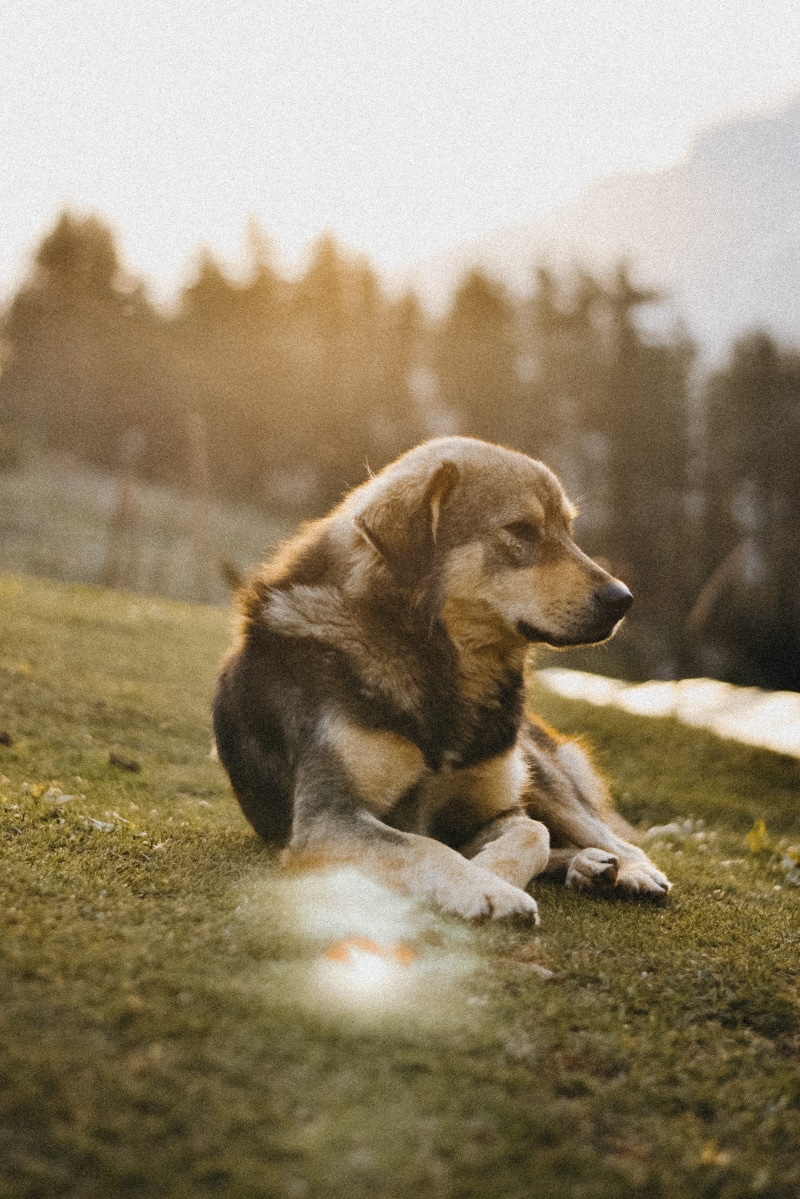vertebrate, face, ear, mammal, pet, animal themes, india, looking away, animal, sunrise, 4K, coated, sunset, no people, domestic animals, pets, outdoors